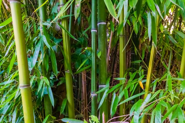 Bamboo Trimming in Sioux City