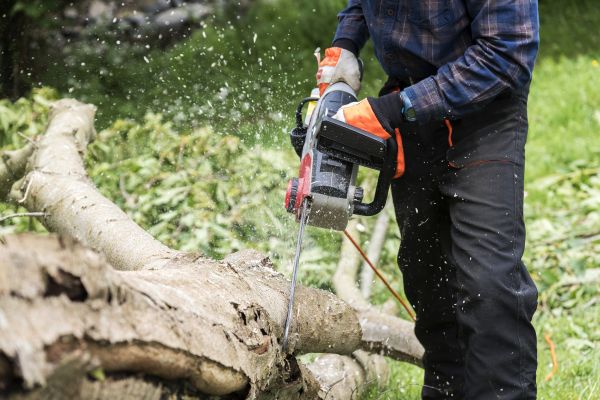 Cost of Branch Removal Service in Sioux City