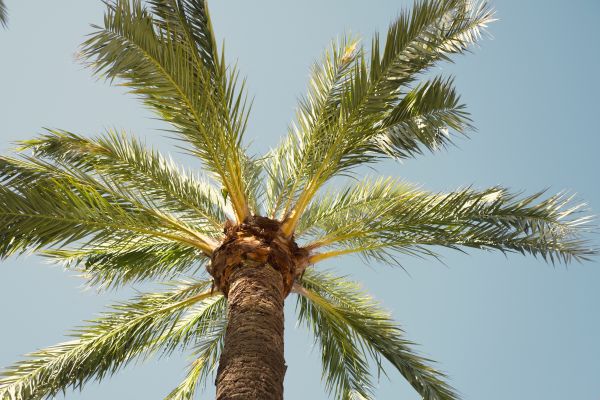 Palm Tree Pruning in Sioux City