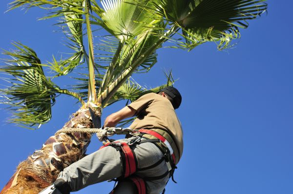 Palm Tree Trimming in Sioux City