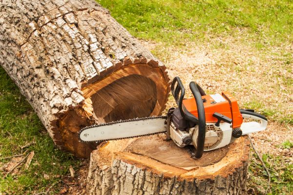Tree Cutting Service in Sioux City