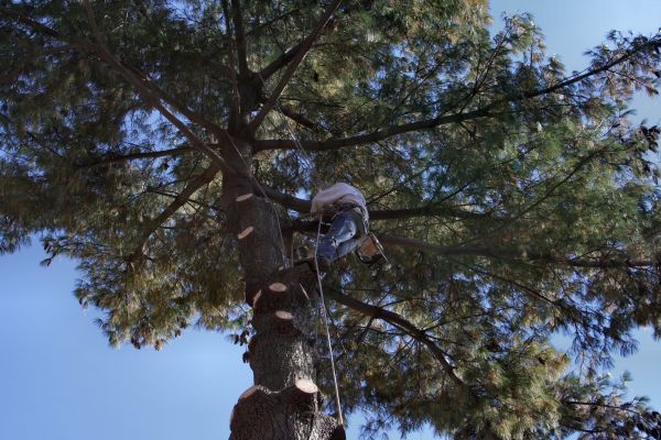 Trimming Service in Sioux City
