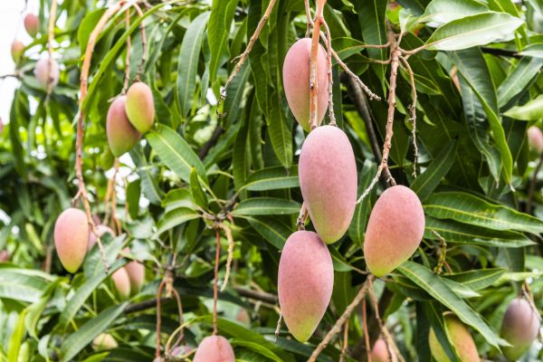 Mango Tree Trimming in Sioux City