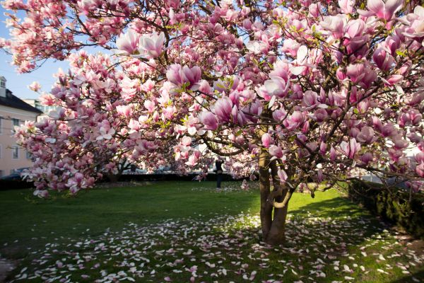 Ornamental Tree Pruning in Sioux City