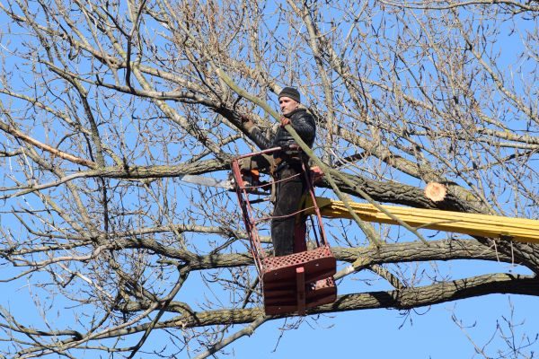 Emergency Tree Trimming in Sioux City