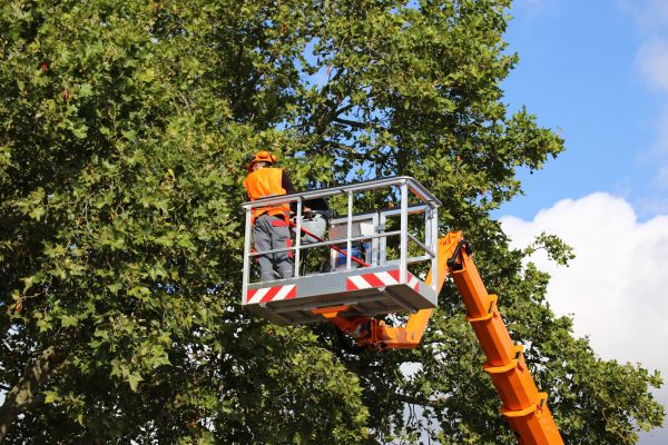 Commercial Tree Service in Sioux City