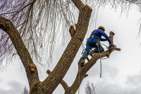 Tree Maintenance Service in Sioux City