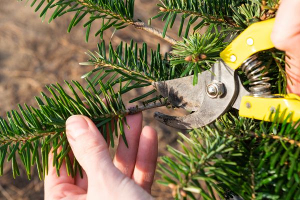 Pine Tree Pruning in Sioux City