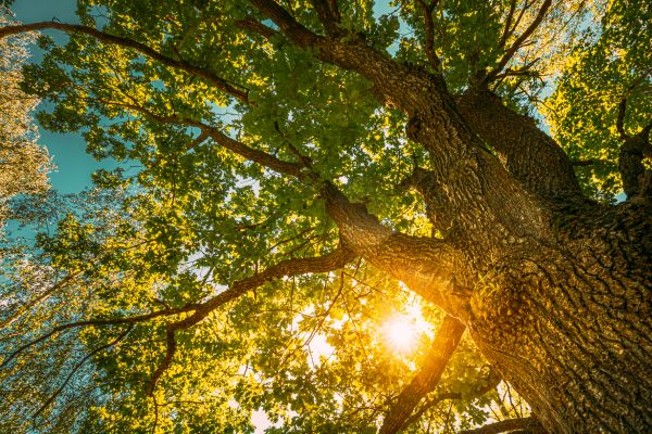 Cost of Oak Tree Pruning in Sioux City