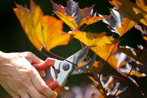 Cost of Maple Tree Pruning in Sioux City
