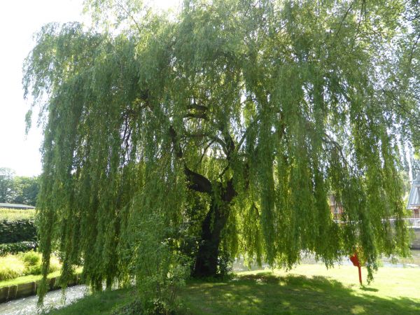 Willow Tree Trimming in Sioux City