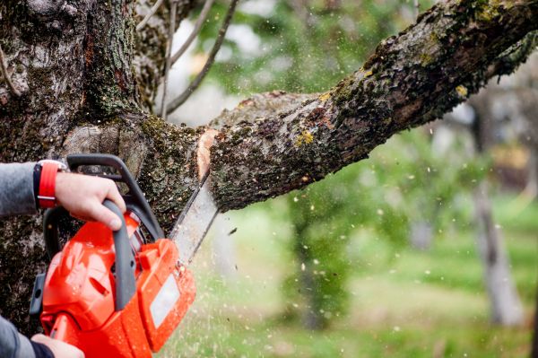 Cost of Tree Limbs Removal in Sioux City