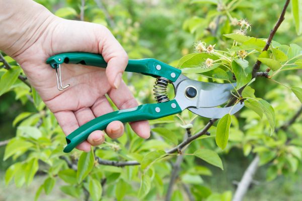Cost of Pear Tree Pruning in Sioux City