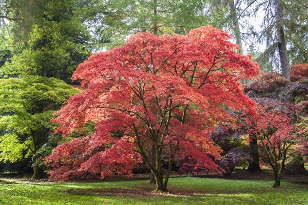 Japanese Maple Pruning in Sioux City