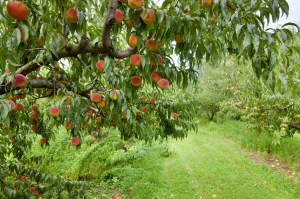 Cost of Peach Tree Pruning in Sioux City