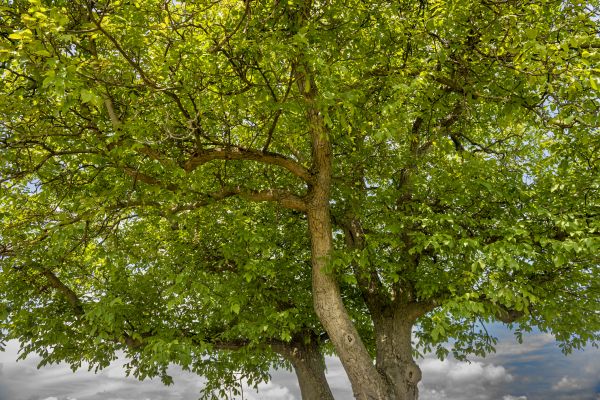 Cost of Walnut Tree Trimming in Sioux City