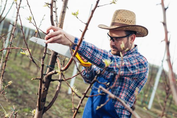 Orchard Tree Pruning in Sioux City