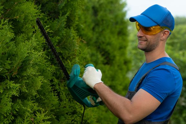 Tree Shaping Service in Sioux City