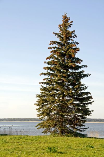 Spruce Tree Pruning in Sioux City