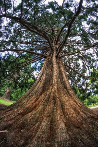 Cedar Tree Pruning in Sioux City