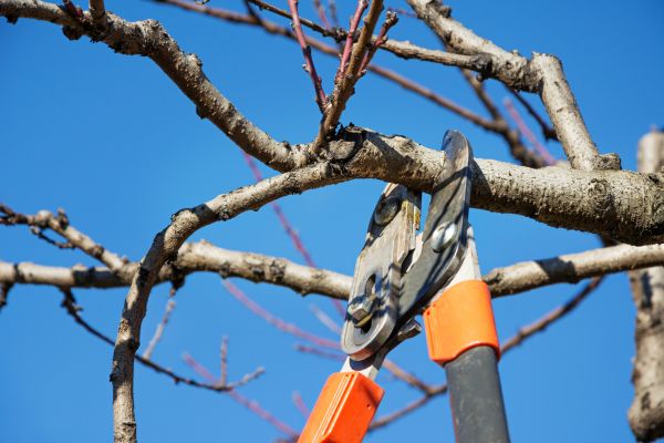 Peach Tree Trimming in Sioux City