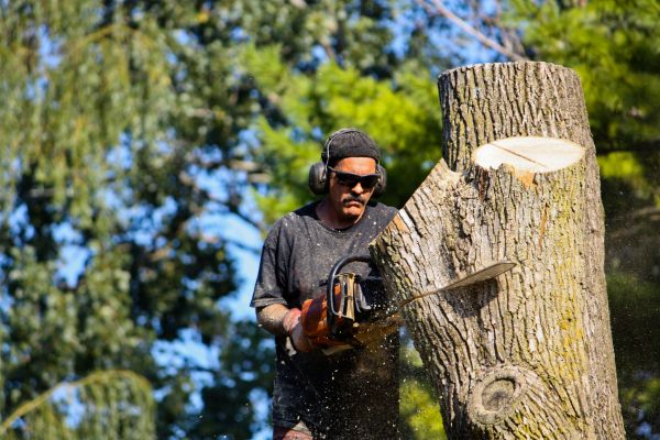 Cost of Ash Tree Pruning in Sioux City