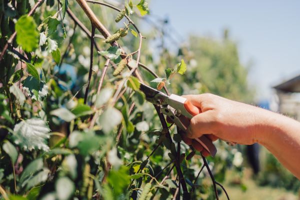 Birch Tree Pruning in Sioux City