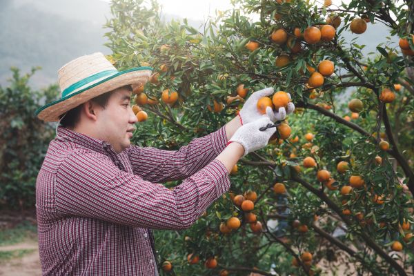 Orange Tree Pruning in Sioux City