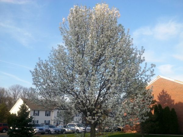 Bradford Pear Tree Pruning in Sioux City