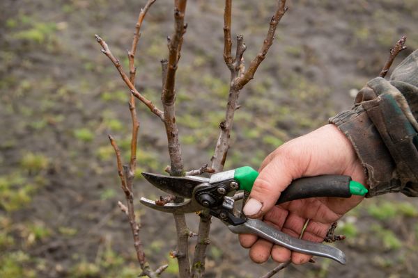 Cost of Pear Trees Pruning in Sioux City