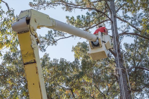 Limbs Trimming in Sioux City