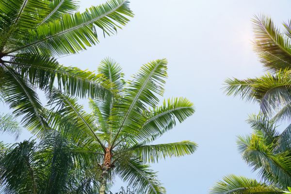 Queen Palm Tree Trimming in Sioux City