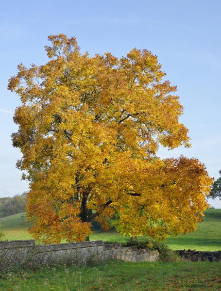 Hickory Tree Trimming in Sioux City