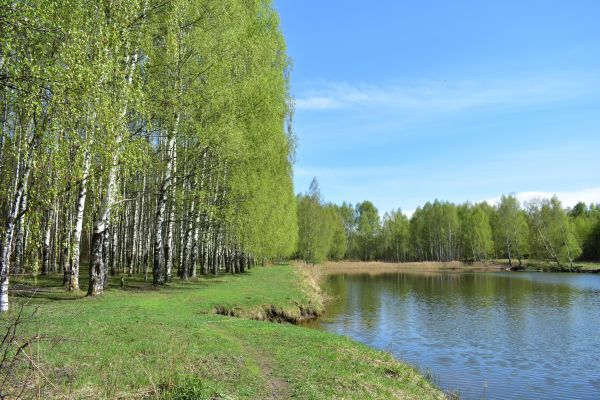 River Birch Pruning in Sioux City