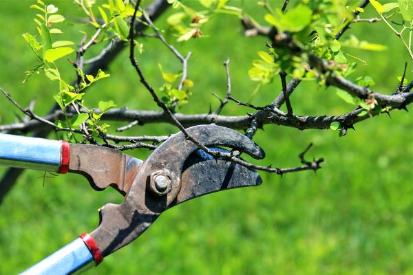Branches Pruning in Sioux City