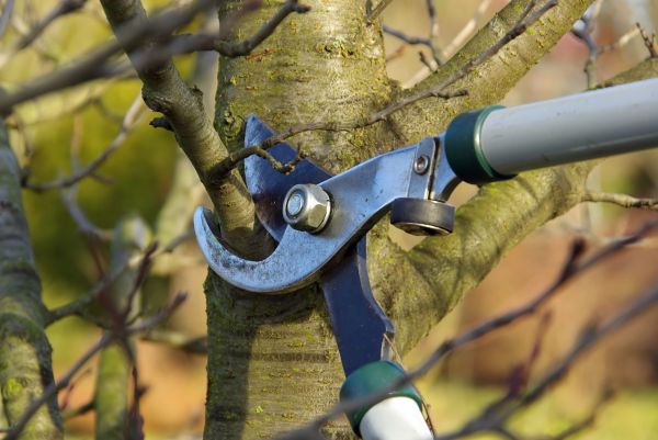 Tree Limb Trimming Service in Sioux City