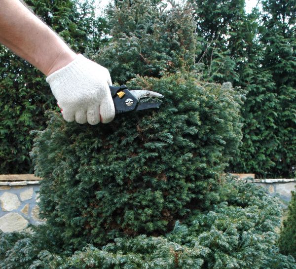 Ornamental Tree Trimming in Sioux City