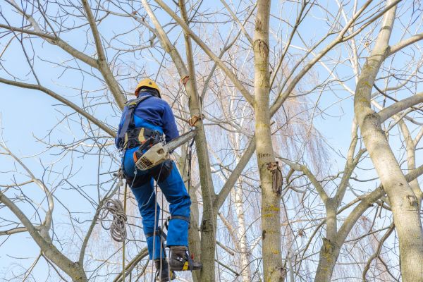 Large Tree Trimming in Sioux City