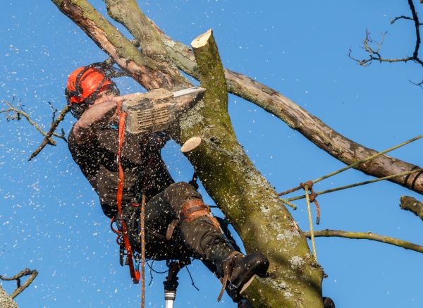 Tree Trimming Service in Sioux City