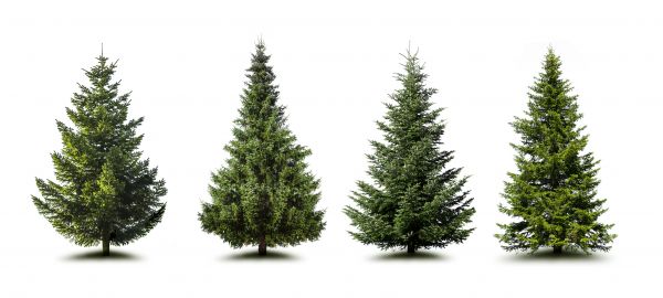Cost of Pine Tree Trimming in Sioux City