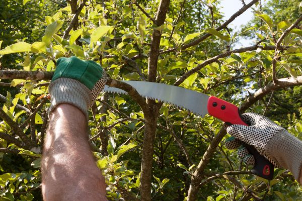 Apple Tree Trimming in Sioux City