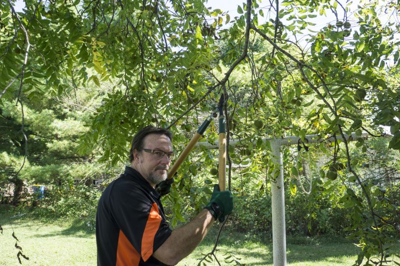 Beech Tree Pruning