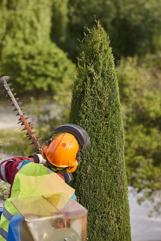 Pine Tree Trimming