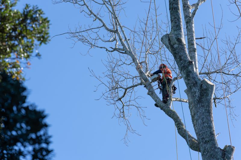 Professional Tree Trimming in Action
