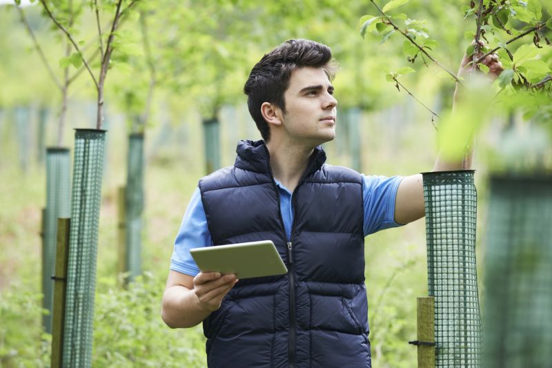 Arborist Assessing Tree Health