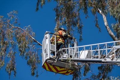 Tree Climbing and Trimming