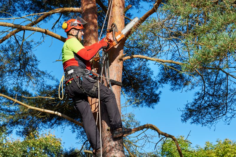Tree Trimming Equipment in Action